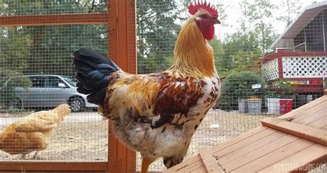 what are sex link chickens what breeds make a sex link chicken homesteading
