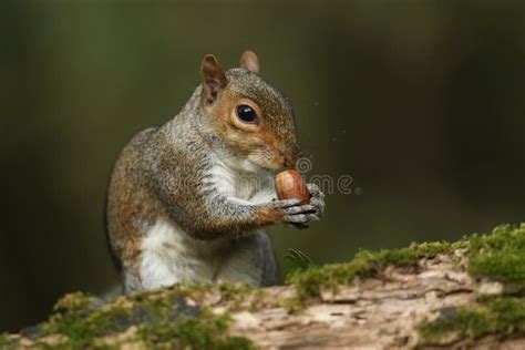 Grey Squirrel Sciurus Carolinensis Eating An Acorn Stock Image