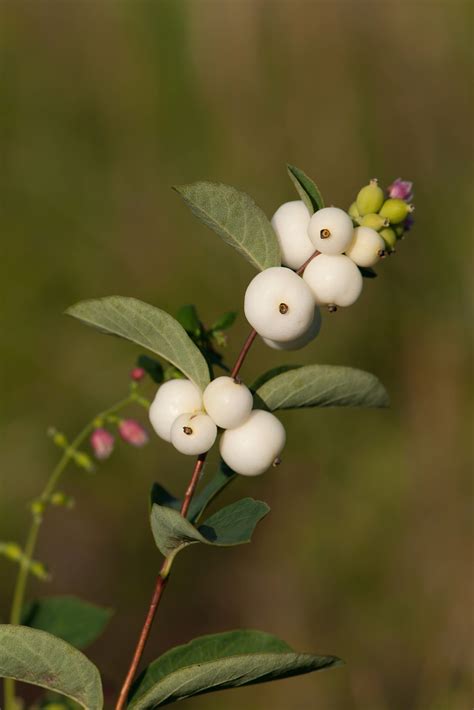 Eastern And Common Snowberry Shrubs For Sale Cold Stream Farm Plants