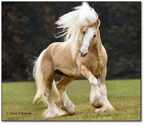 Appaloosa bay black blagdon blue brown buckskin chestnut chocolate cremello dapple gray palomino pearl perlino red sabino silver. Palomino Gypsy Vanner | Palomino Horses | Pinterest