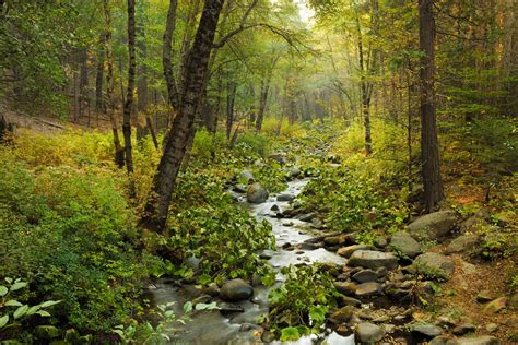 Free Images Tree Wilderness Trail Leaf River Stream Autumn