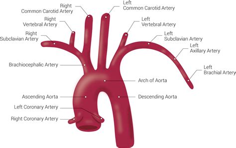 Anatomy Thorax Aortic Arch Treatment And Management Point Of Care