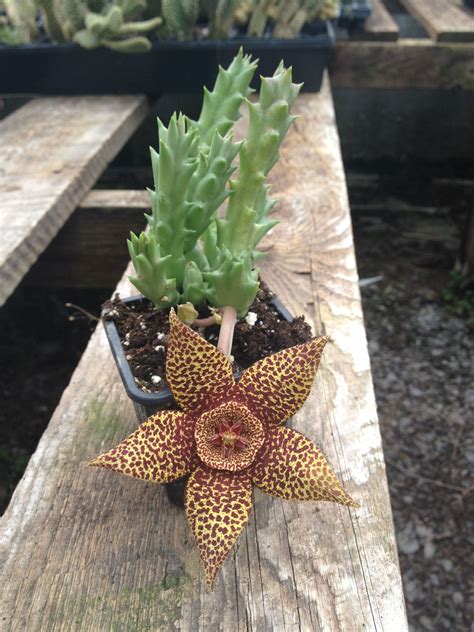 Cactus Flower-very stinky! | Stinky flower, Cactus flower, Cactus garden