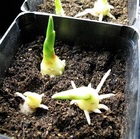 Similarly, if you're in a colder climate where frosts come early in the season, it might be smart to plant your ginger in a pot so you can bring the plant indoors over winter. How To Grow Ginger Indoors in 9 steps How To Grow Ginger ...
