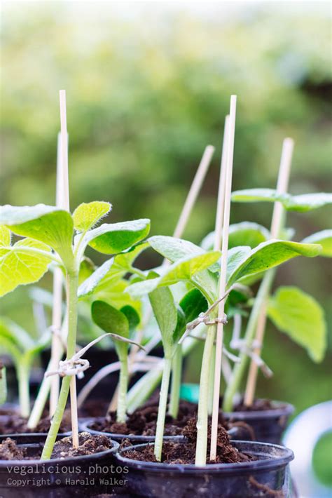 Maybe you would like to learn more about one of these? Squash seedlings - vegalicious.photos