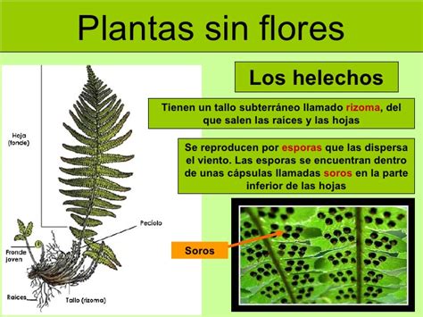 Reproducci N De Las Plantas Sin Flor Ciencias Naturales Online