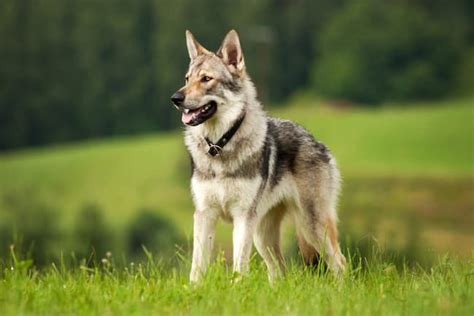 Czech German Shepherds Characteristics And Care