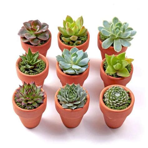 Mini Succulent Planted Pots Etsy Mini Succulent Plants Succulents