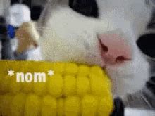 Cat Eating Corn Gifs Tenor