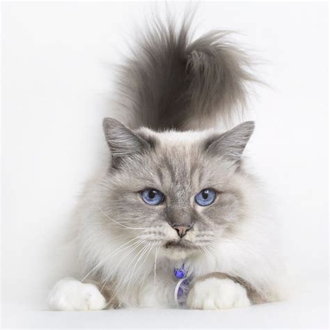 Adopt Duke Blue Tennessee On Cat Adoption Birman Cat
