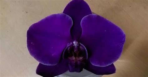 Orchid Album On Imgur