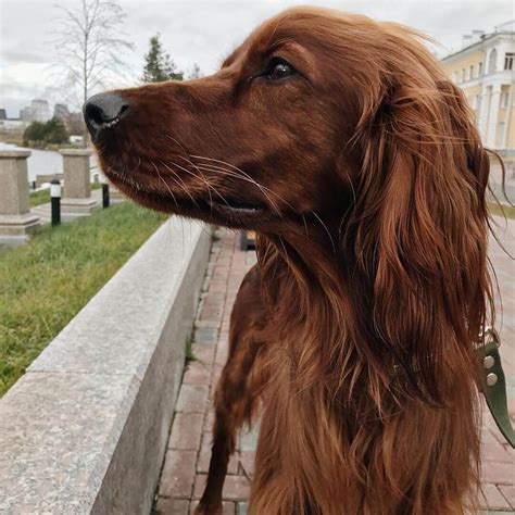 15 Interesting Facts About Irish Setters | Page 2 of 5 | The Dogman
