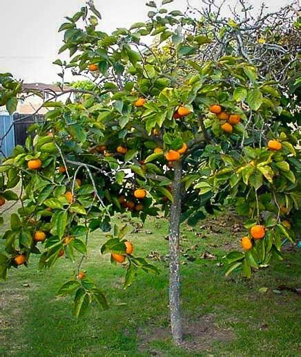 Yellow leaves, brown edges on fuyu persimmon tree. Persimmon Tree For Sale Online | The Tree Center