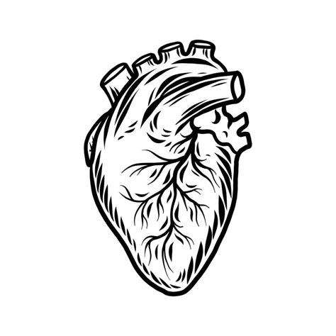Icono Del órgano Del Corazón Humano Estilo Dibujado A Mano 14182040