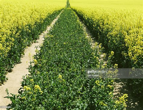 Road Through Field Of Yellow Flowering Mustard Seed Plants Growing In