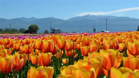 Tulip Field Abbotsford British Columbia Canada Youtube