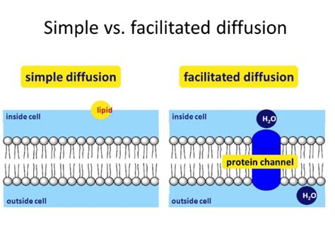 Simple diffusion is responsible for the spread of an air freshener through a room, or of a few drops of dye to eventually turn a glass of water a uniform it too is small and uncharged so it can pass through cell membranes easily. 12 Difference Between Simple Diffusion And Facilitated ...