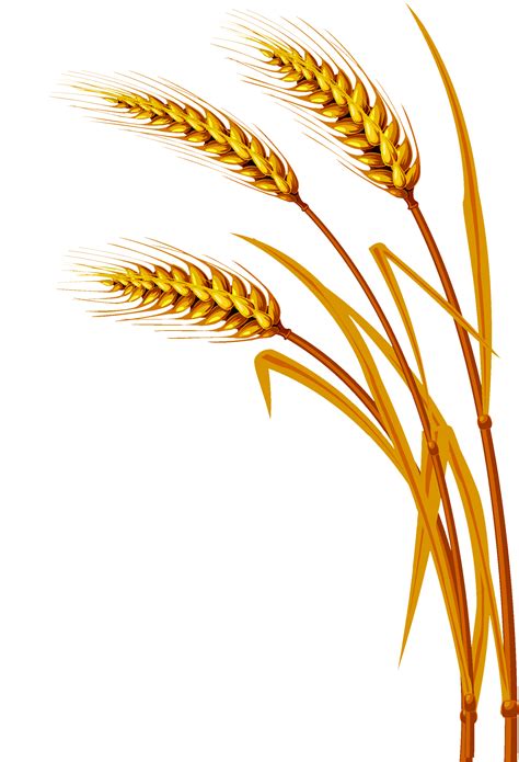 Wheat - Transparent Background Wheat Clip Art , Transparent Cartoon png image