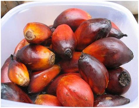 Palm tree fruits may be soft or. Dendém... edible palm tree fruit ... Angola...Galeria ...