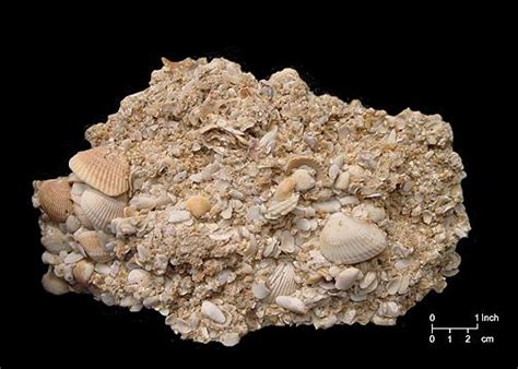 Rocks made of organismal remains. Igneous and Sedimentary Rocks - Geology 1 with Thompson at Santa Monica College - StudyBlue