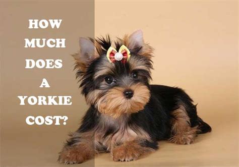 Check spelling or type a new query. Yorkshire Terrier Price Range: How much does a Yorkie cost?