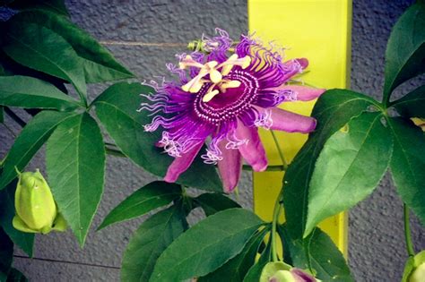 Social Climber Passion Flowers Are From The Future The Horticult