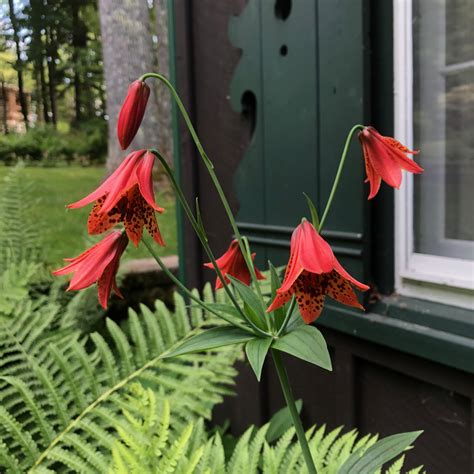 Lillium grayi. Gray’s Lily. Native to the southern Appalachian