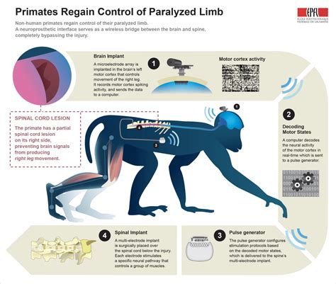 Paralyzed Monkeys Walk Again After Brain Implant Nbc News