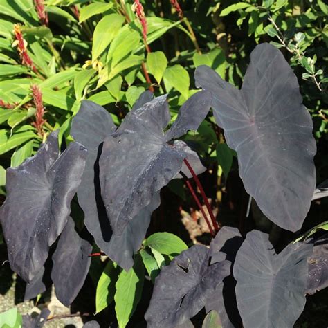 Buy taro Colocasia esculenta Black Magic: £17.99 Delivery by Crocus