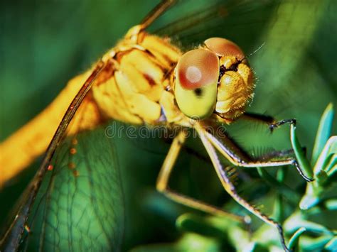 Dragonfly In The Garden Stock Photo Image Of Entomology 76099510