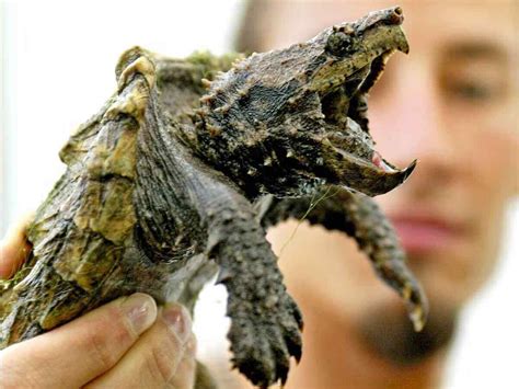 Can Snapping Turtles Bite Your Finger Off Nature Discovery