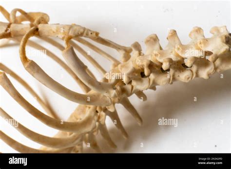 Bird Anatomy Bird Skeletal System Many Ribs And Vertebra Stock Photo