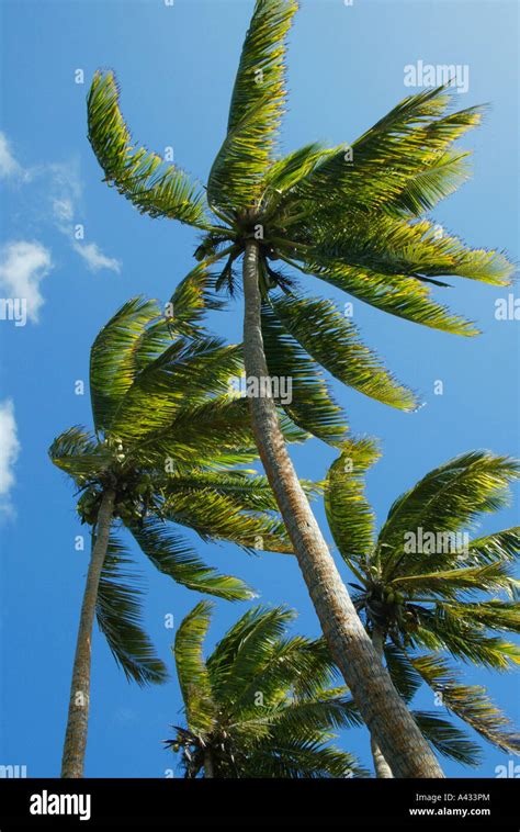 Coconut Palm Trees Cocos Nucifera Fiji South Pacific Stock Photo