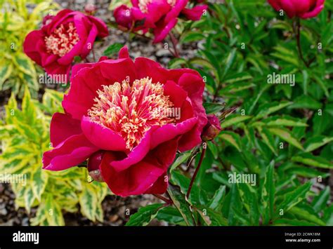 Beautiful Japanese Peony With Red And Yellow Petals Paeonia Lactiflora