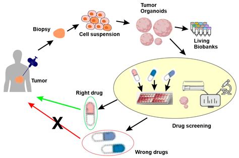 Cancers Free Full Text Precision Medicine Disease Subtyping And