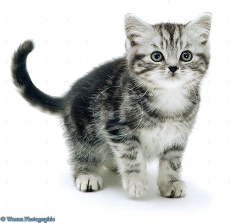 Silver Tabby Kitten Silver Tabby Kitten Pets Cats American