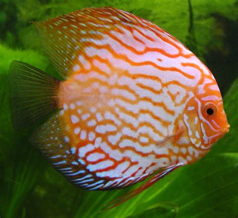 Filediscus Fish Wikipedia