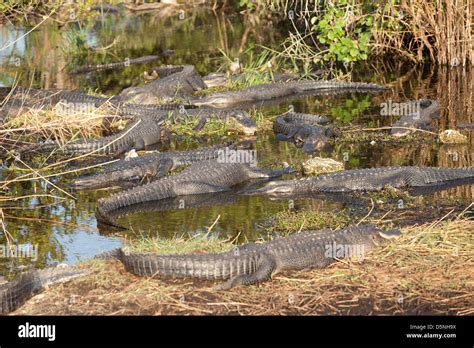 North American Alligator Florida Alligator Stock Photo Alamy