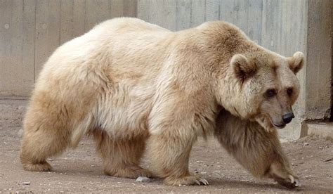 Are Pizzlies And Grolars The Better Polar Bears Polarjournal