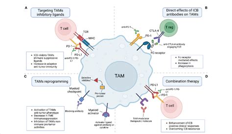 The Involvement Of Tumor Associated Macrophages In Responses To Immune