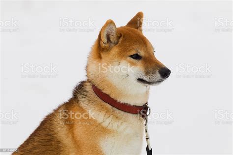 Japanese Dog Breed Shiba Inu In Snow Stock Photo Download Image Now
