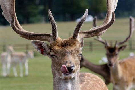 All Funnycutecool And Amazing Animals Funny Deer Pictures Photos 2012