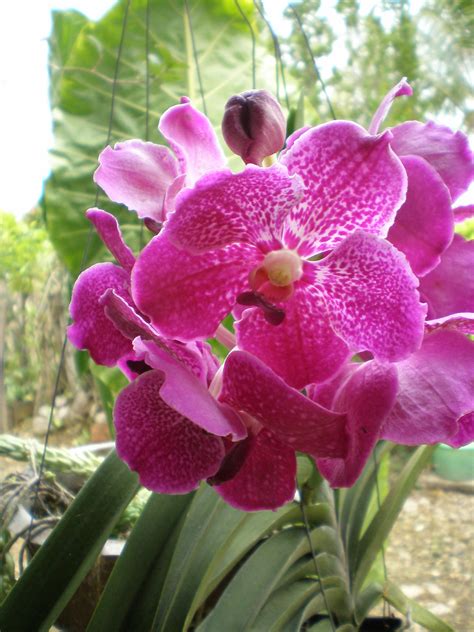 Bunga Orkid Ungu Bunga Orkid Ungu Keri5101 Flickr
