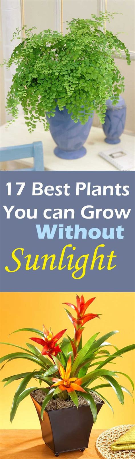 Check these plants more frequently and. 17 Beautiful Plants You Can Grow Without Sun | Bath room ...