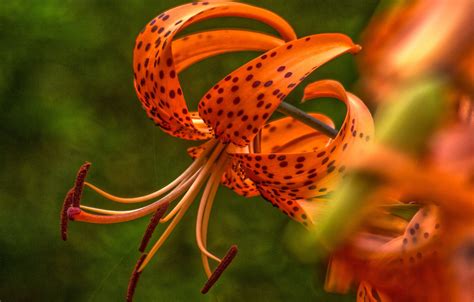 Wallpaper Macro Lily Petals Blur Stamens Tiger Lily Images For