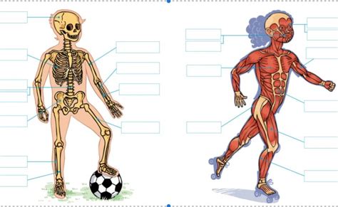 Los Huesos Y Los Musculos Segundo Grado Huesos Del Cuerpo Humano