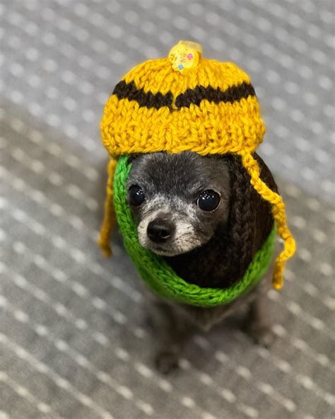 Akita Chihuahua Mix Ntelligent And Loyal Dogs I Petibble