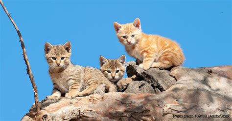 Managing Cats In Australia Wellbeing International