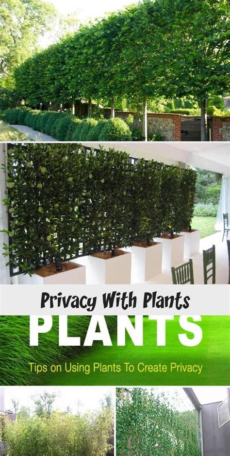Privacy With Plants Backyard İdeas In 2020 Plants Backyard Plants