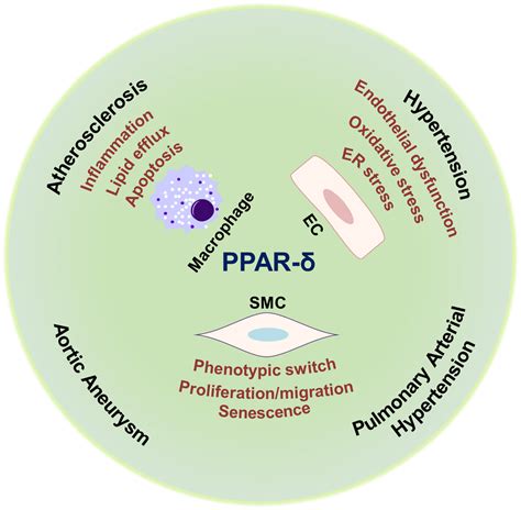 Ppar δ A Key Nuclear Receptor In Vascular Function And Remodeling